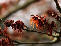 Hamamelis Robert 2016 01 23 9148